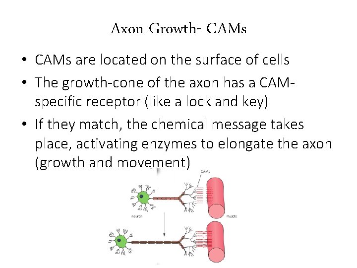 Axon Growth- CAMs • CAMs are located on the surface of cells • The