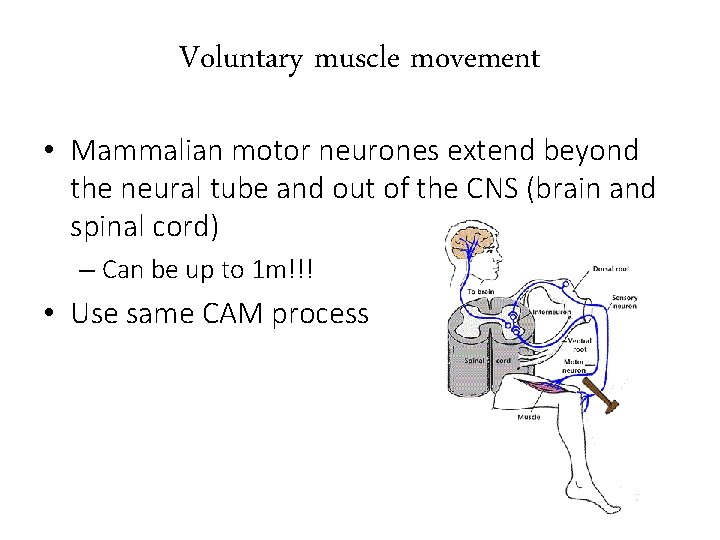 Voluntary muscle movement • Mammalian motor neurones extend beyond the neural tube and out