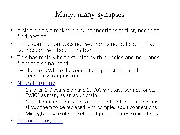 Many, many synapses • A single nerve makes many connections at first; needs to