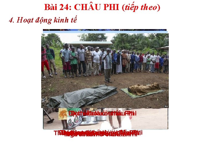 Bài 24: CH U PHI (tiếp theo) 4. Hoạt động kinh tế Dịchêbolaởởchâu. Phi