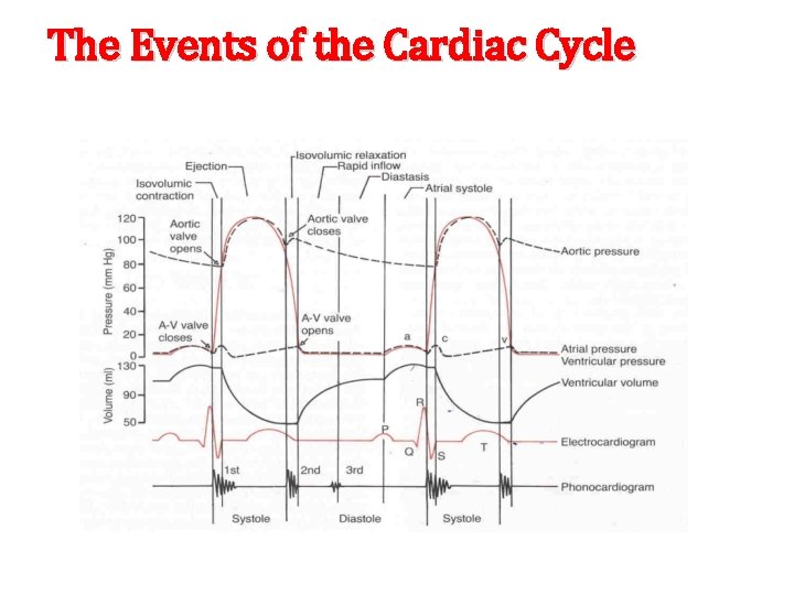 The Events of the Cardiac Cycle 