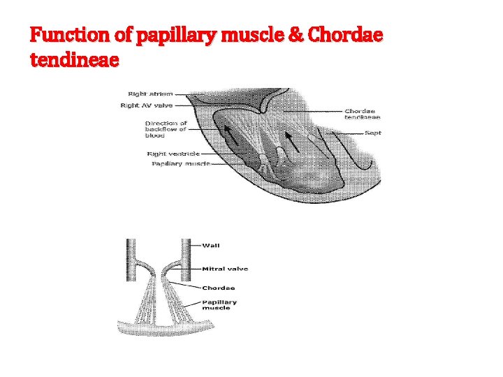 Function of papillary muscle & Chordae tendineae 