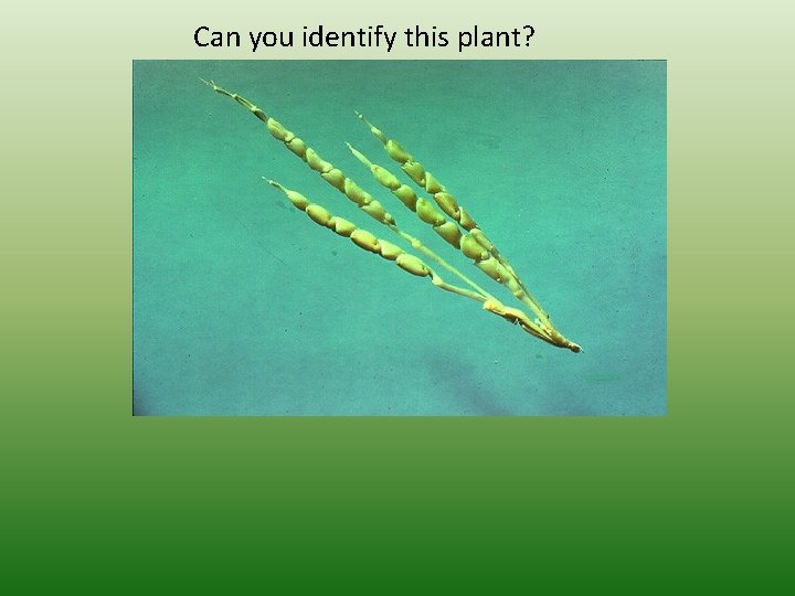Can you identify this plant? 