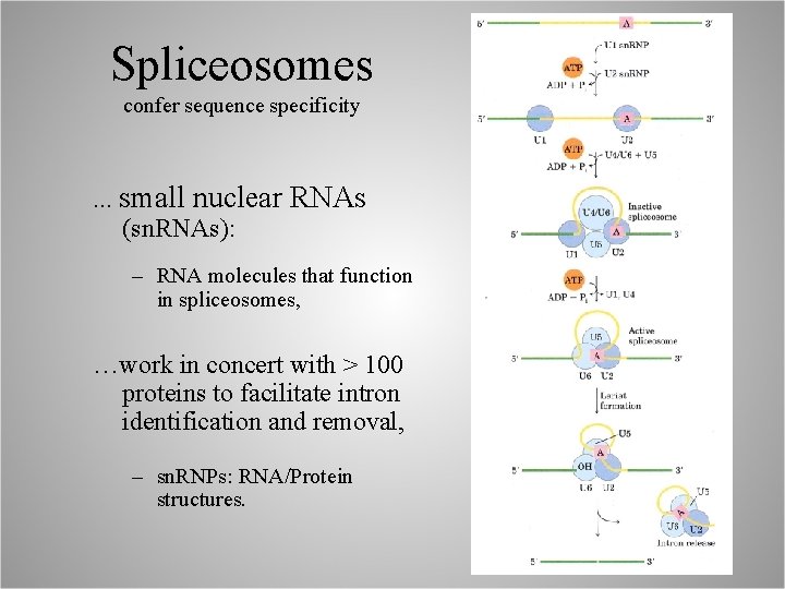 Spliceosomes confer sequence specificity . . . small nuclear RNAs (sn. RNAs): – RNA