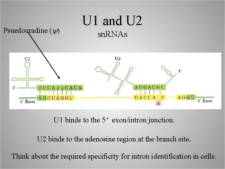 Psuedouradine (y) U 1 and U 2 sn. RNAs U 1 binds to the