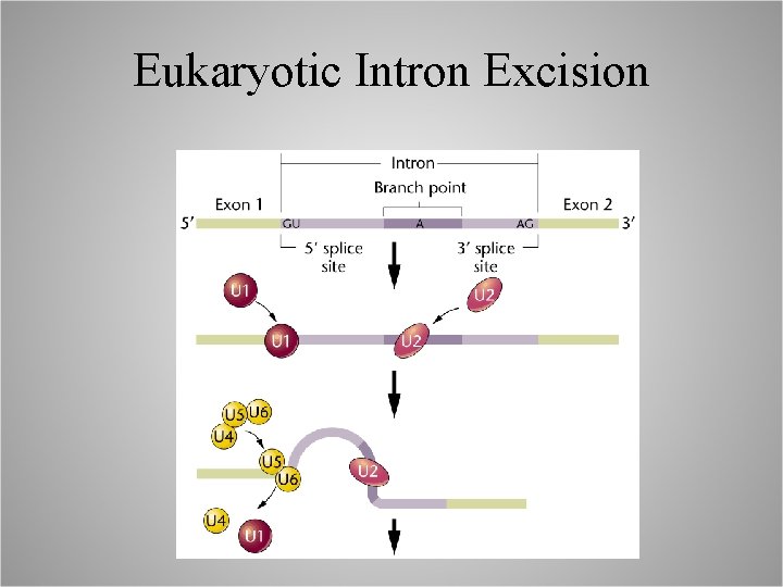 Eukaryotic Intron Excision 