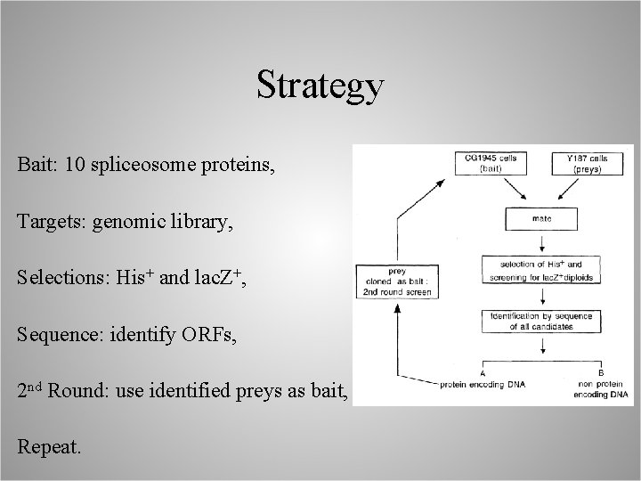 Strategy Bait: 10 spliceosome proteins, Targets: genomic library, Selections: His+ and lac. Z+, Sequence: