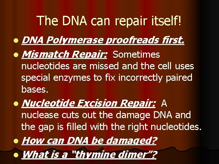 The DNA can repair itself! l DNA Polymerase proofreads first. l Mismatch Repair: Sometimes