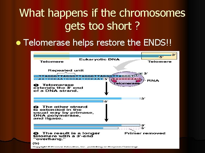 What happens if the chromosomes gets too short ? l Telomerase helps restore the