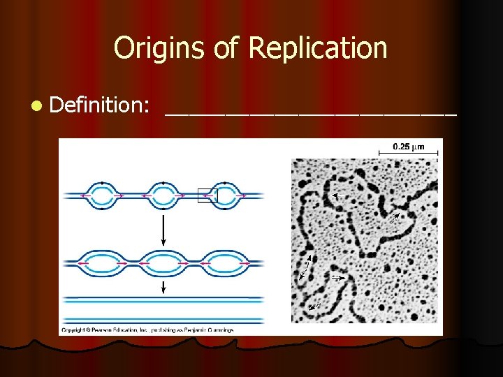 Origins of Replication l Definition: ____________ 