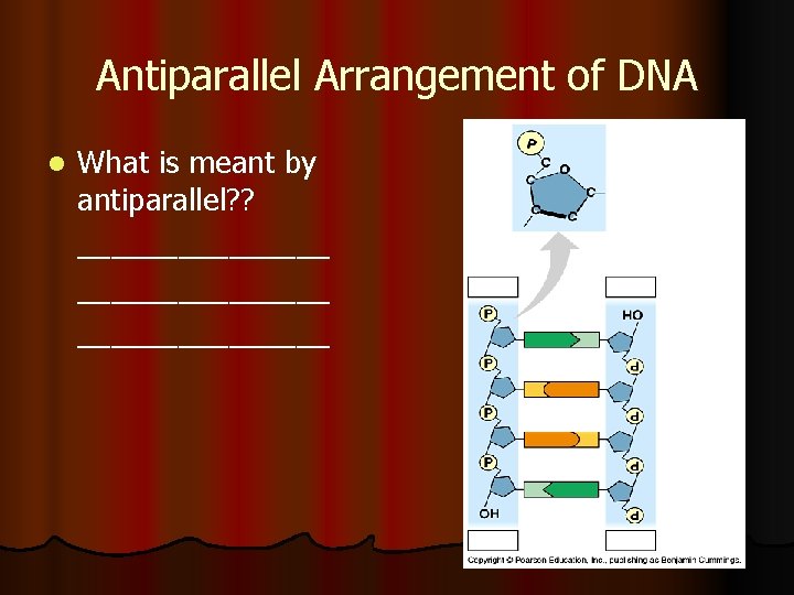 Antiparallel Arrangement of DNA l What is meant by antiparallel? ? _______________ 