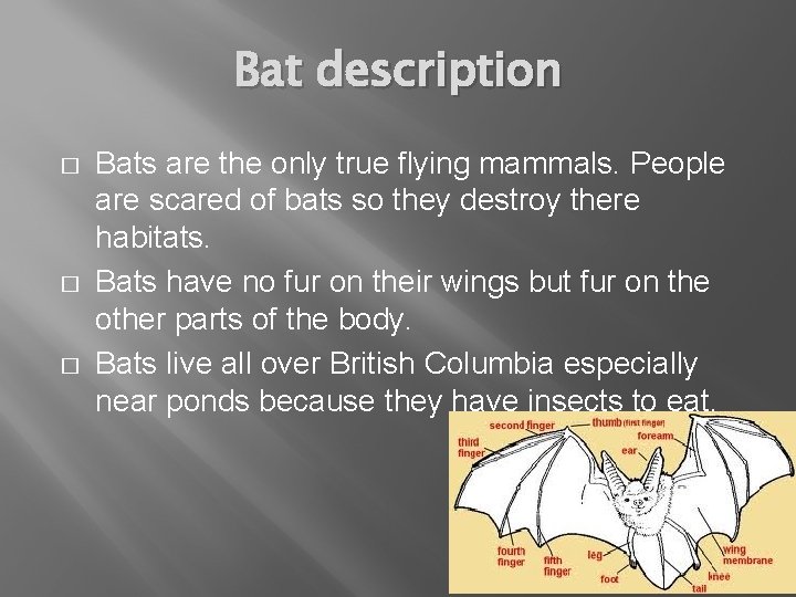 Bat description � � � Bats are the only true flying mammals. People are