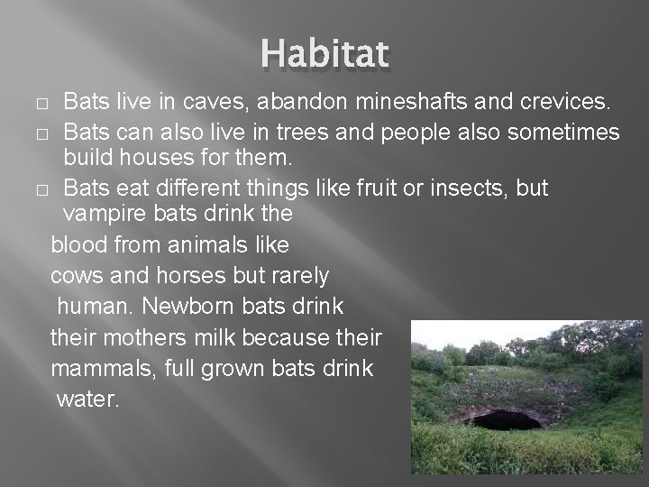 Habitat Bats live in caves, abandon mineshafts and crevices. � Bats can also live