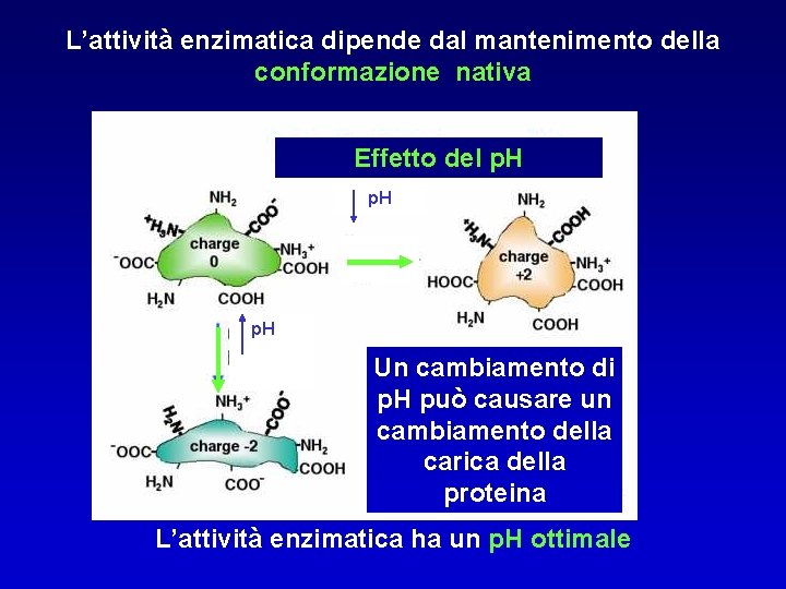L’attività enzimatica dipende dal mantenimento della conformazione nativa Effetto del p. H Un cambiamento