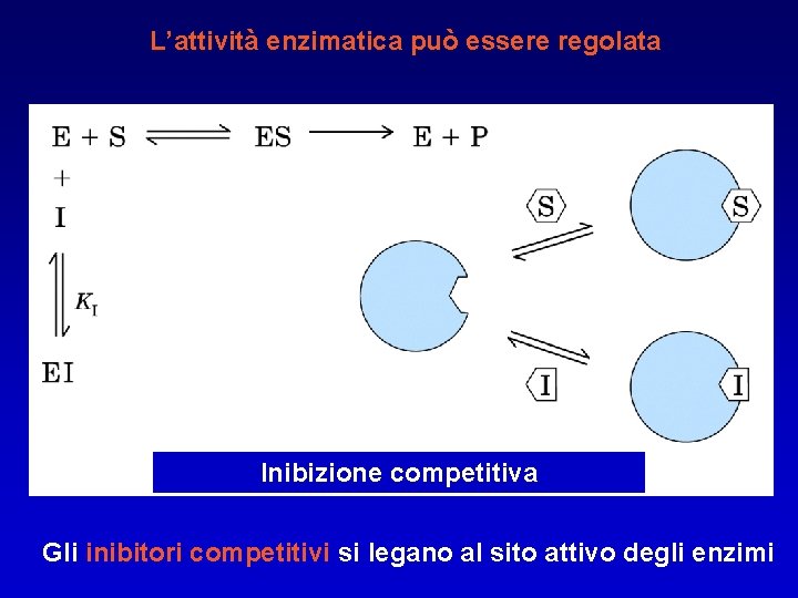 L’attività enzimatica può essere regolata Inibizione competitiva Gli inibitori competitivi si legano al sito