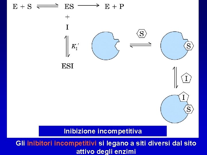 Inibizione incompetitiva Gli inibitori incompetitivi si legano a siti diversi dal sito attivo degli
