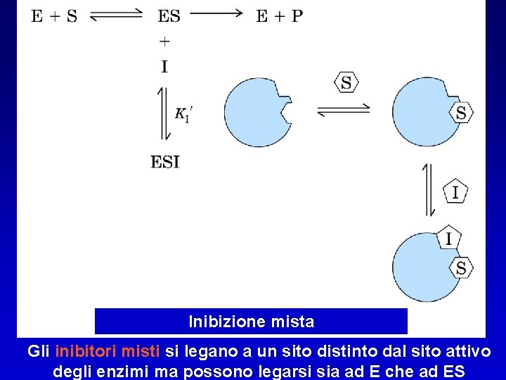 Inibizione mista Gli inibitori misti si legano a un sito distinto dal sito attivo