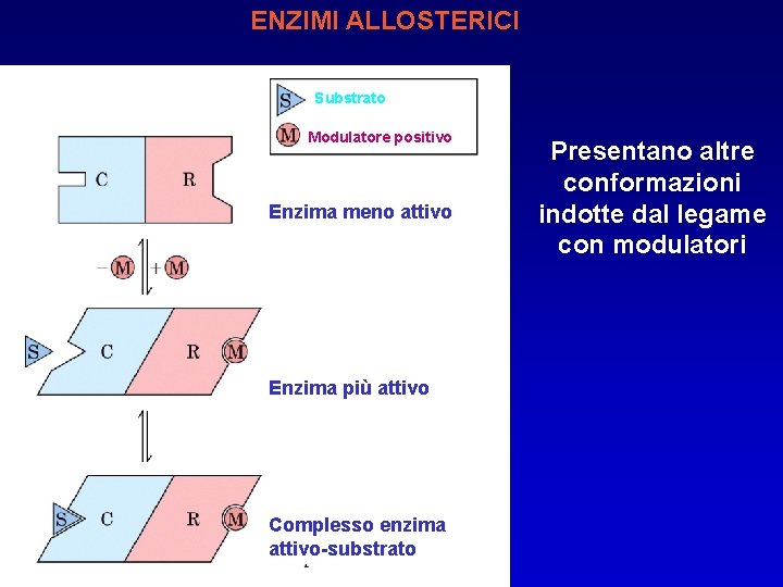 ENZIMI ALLOSTERICI Substrato Modulatore positivo Enzima meno attivo Enzima più attivo Complesso enzima attivo-substrato
