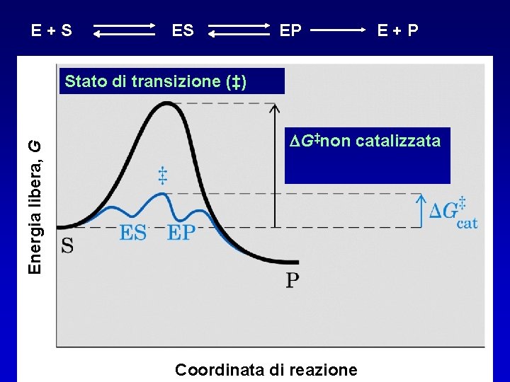 E+S ES EP E+P Energia libera, G Stato di transizione (‡) DG‡non catalizzata Coordinata
