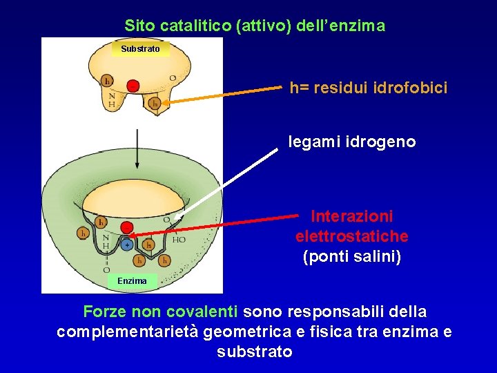 Sito catalitico (attivo) dell’enzima Substrato h= residui idrofobici legami idrogeno Interazioni elettrostatiche (ponti salini)