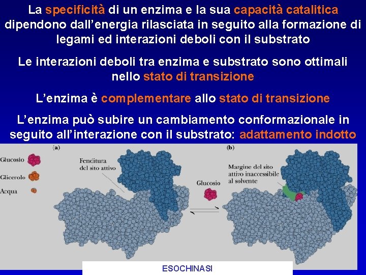 La specificità di un enzima e la sua capacità catalitica dipendono dall’energia rilasciata in