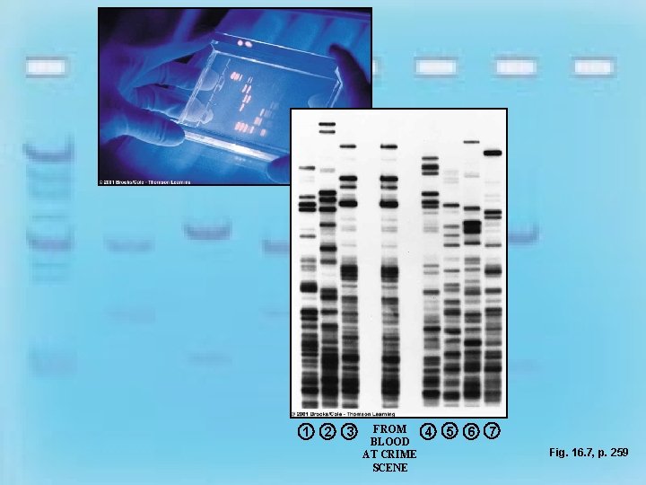 1 2 3 FROM BLOOD AT CRIME SCENE 4 5 6 7 Fig. 16.