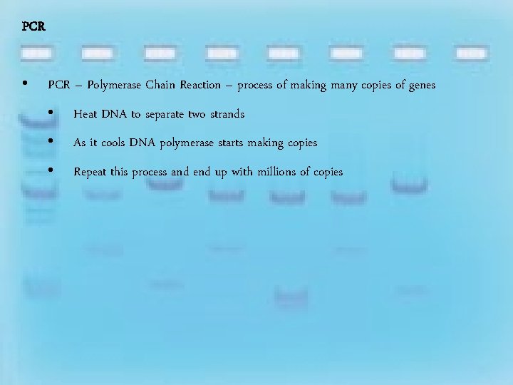 PCR • PCR – Polymerase Chain Reaction – process of making many copies of