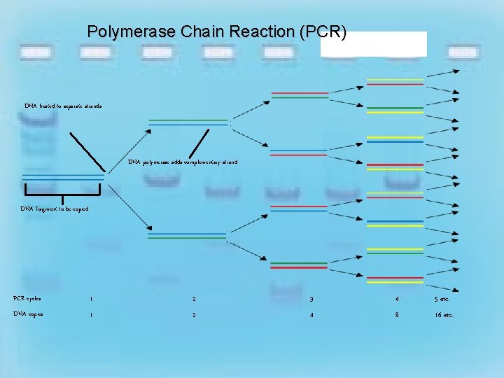 Polymerase Chain Reaction (PCR) DNA heated to separate strands DNA polymerase adds complementary strand