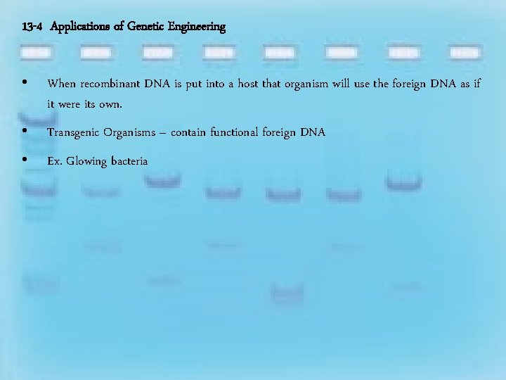 13 -4 Applications of Genetic Engineering • When recombinant DNA is put into a