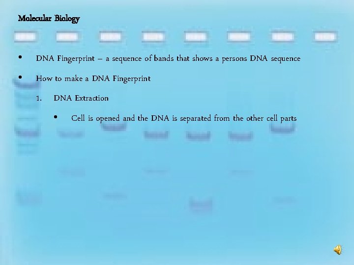 Molecular Biology • DNA Fingerprint – a sequence of bands that shows a persons
