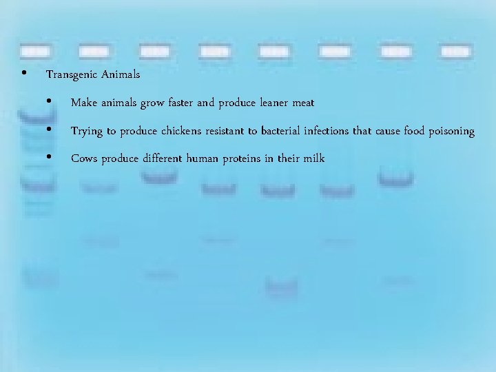  • Transgenic Animals • Make animals grow faster and produce leaner meat •