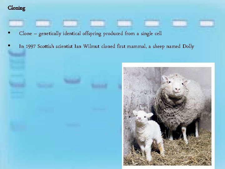 Cloning • Clone – genetically identical offspring produced from a single cell • In