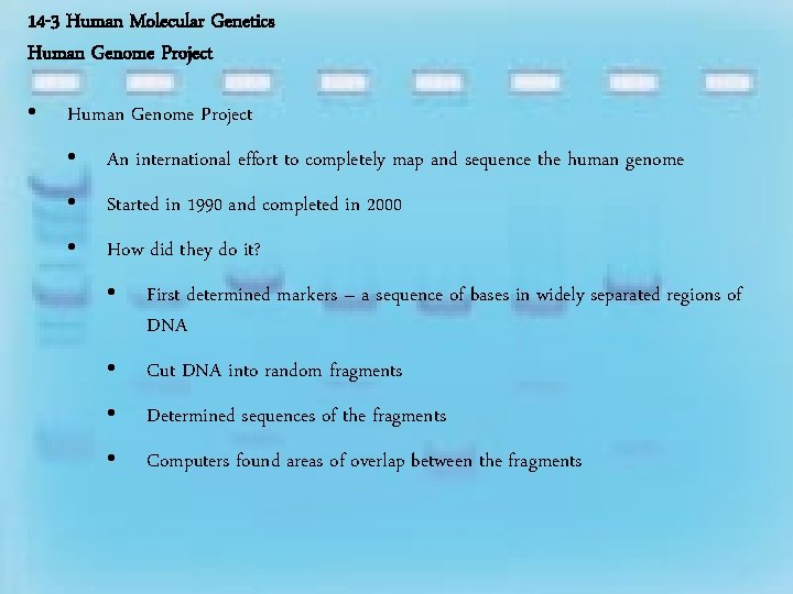 14 -3 Human Molecular Genetics Human Genome Project • An international effort to completely