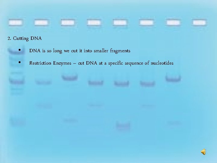2. Cutting DNA • DNA is so long we cut it into smaller fragments