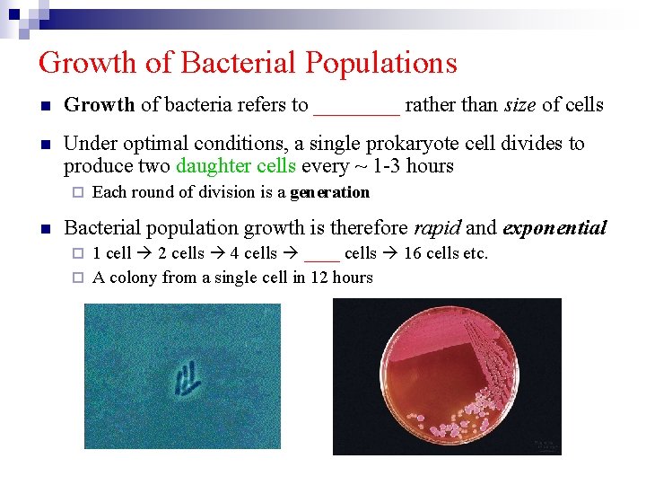 Growth of Bacterial Populations n Growth of bacteria refers to ____ rather than size