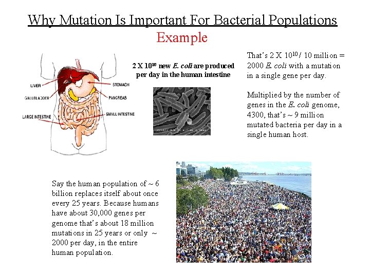 Why Mutation Is Important For Bacterial Populations Example 2 X 1010 new E. coli