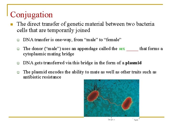 Conjugation n The direct transfer of genetic material between two bacteria cells that are