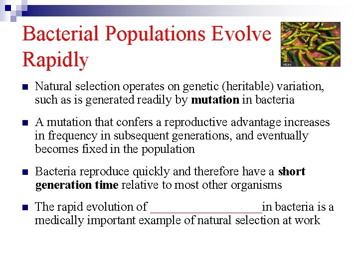 Bacterial Populations Evolve Rapidly n Natural selection operates on genetic (heritable) variation, such as