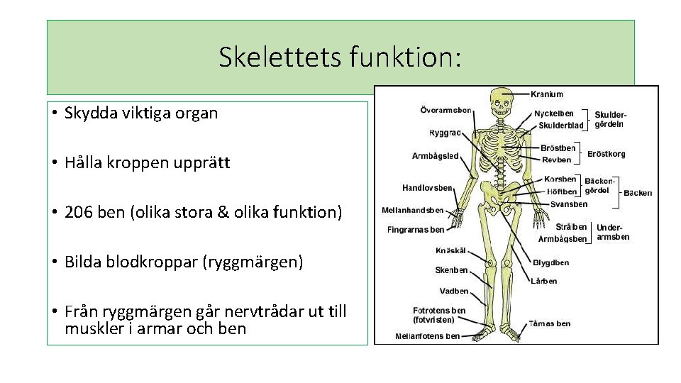 Skelettets funktion: • Skydda viktiga organ • Hålla kroppen upprätt • 206 ben (olika