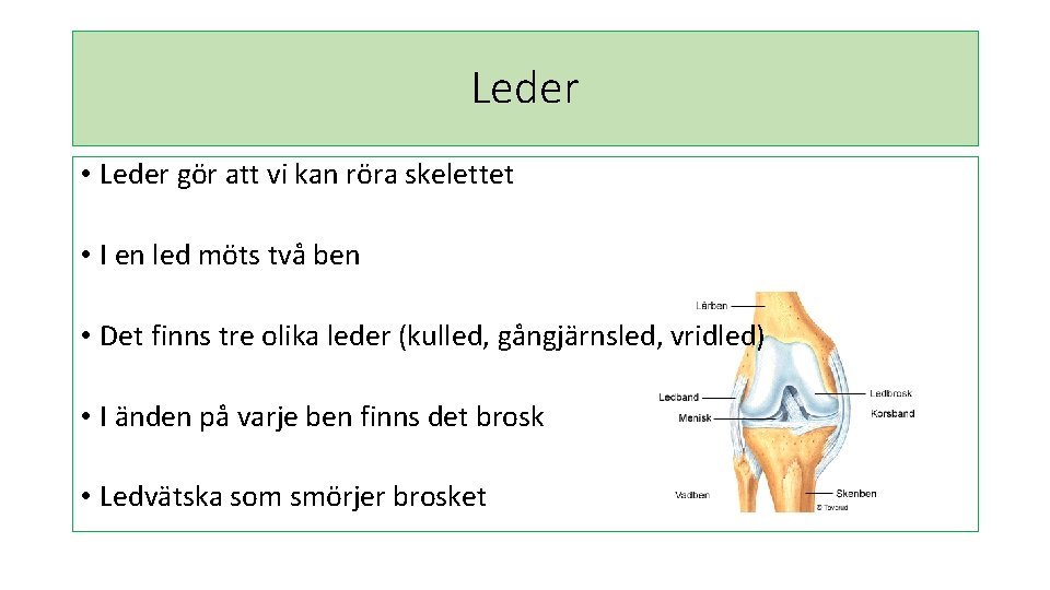 Leder • Leder gör att vi kan röra skelettet • I en led möts