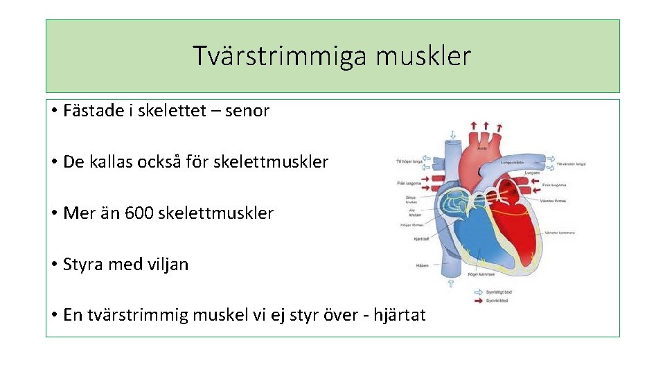 Tvärstrimmiga muskler • Fästade i skelettet – senor • De kallas också för skelettmuskler