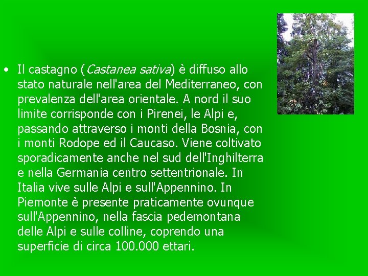  • Il castagno (Castanea sativa) è diffuso allo stato naturale nell'area del Mediterraneo,