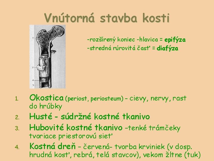 Vnútorná stavba kosti -rozšírený koniec -hlavica = epifýza -stredná rúrovitá časť = diafýza 1.