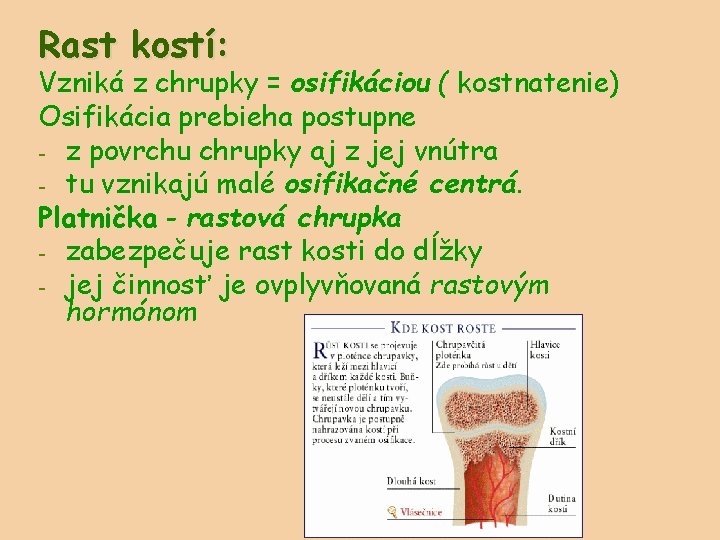 Rast kostí: Vzniká z chrupky = osifikáciou ( kostnatenie) Osifikácia prebieha postupne - z