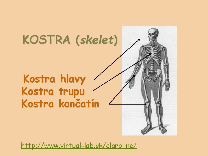 KOSTRA (skelet) Kostra hlavy Kostra trupu Kostra končatín http: //www. virtual-lab. sk/claroline/ 