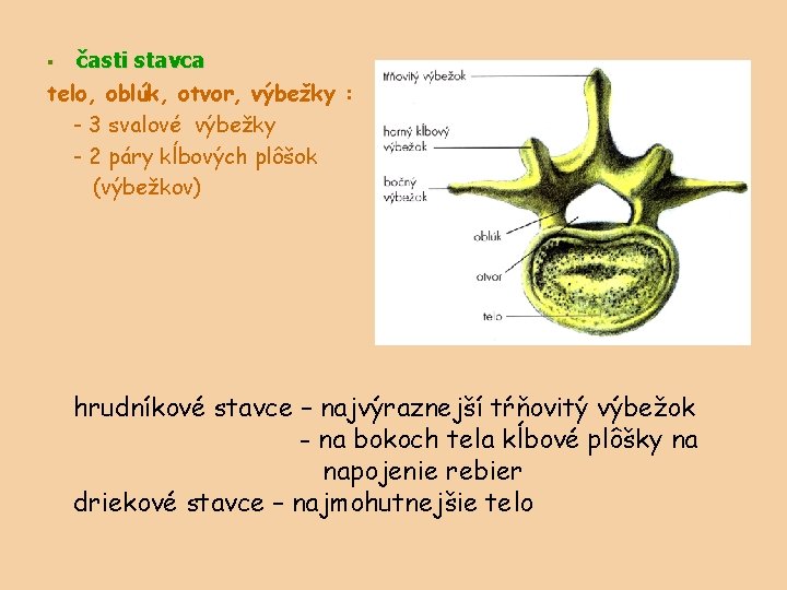 časti stavca telo, oblúk, otvor, výbežky : - 3 svalové výbežky - 2 páry