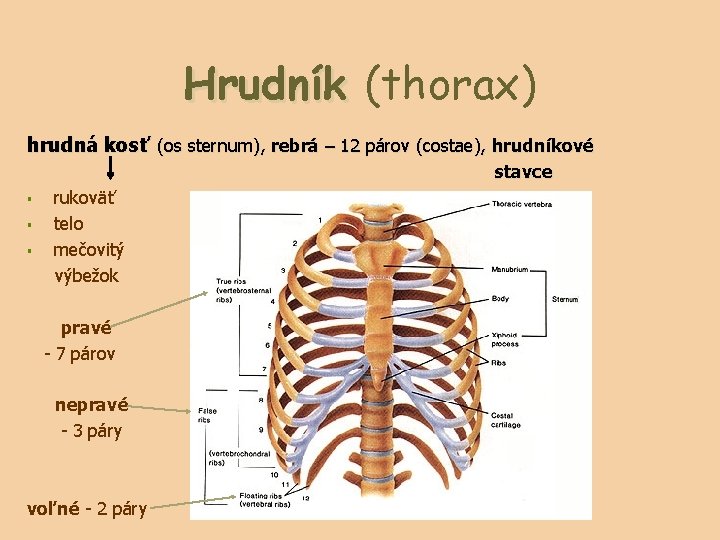 Hrudník (thorax) hrudná kosť (os sternum), rebrá – 12 párov (costae), hrudníkové stavce §