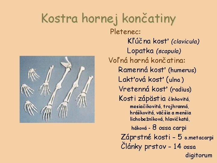Kostra hornej končatiny Pletenec: Kľúčna kosť (clavicula) Lopatka (scapula) Voľná horná končatina: Ramenná kosť