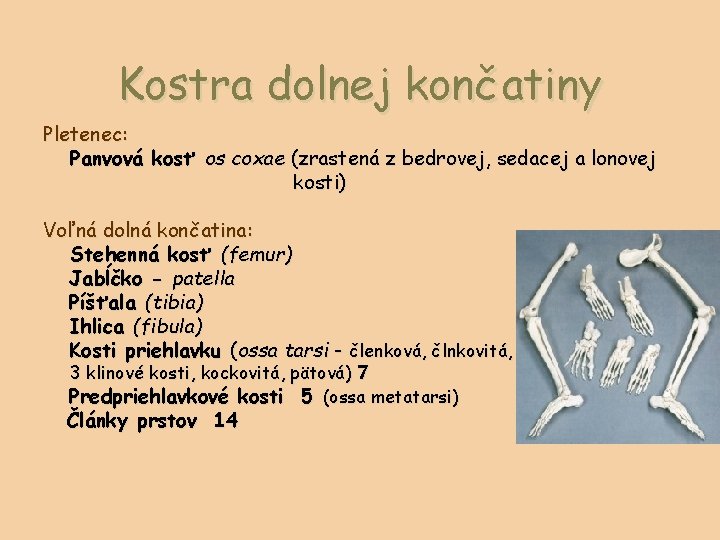 Kostra dolnej končatiny Pletenec: Panvová kosť os coxae (zrastená z bedrovej, sedacej a lonovej