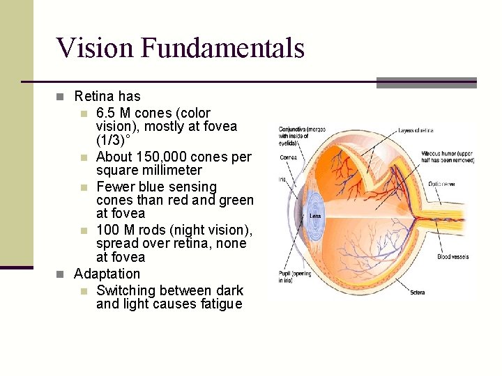 Vision Fundamentals n Retina has 6. 5 M cones (color vision), mostly at fovea